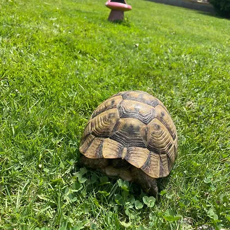 Lejlighed Gallery A *